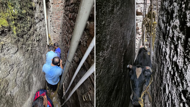 Pune Breaking: Cow Rescued After Getting Stuck in Narrow Lane at Tadiwala Road
