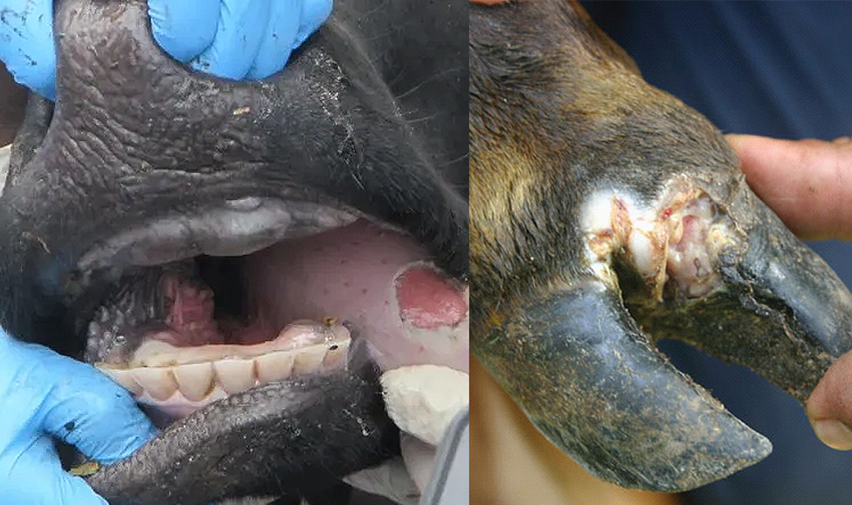 Foot and Mouth Disease
