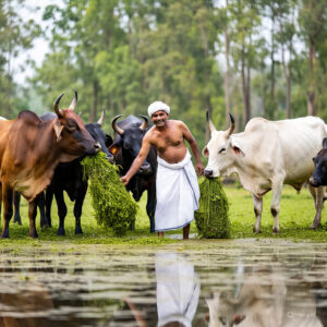 Azolla as Cow Feed production in water tank