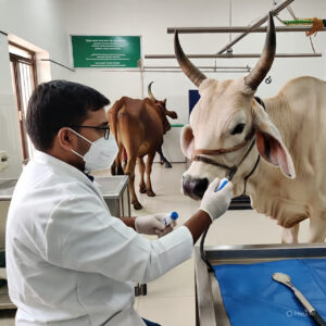 गायींमध्ये ब्रुसेलोसिस