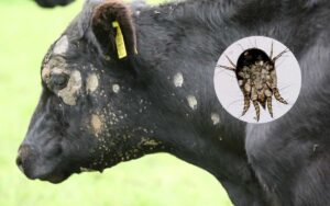 गायींच्या त्वचेवर रिंगवर्मची लक्षणं