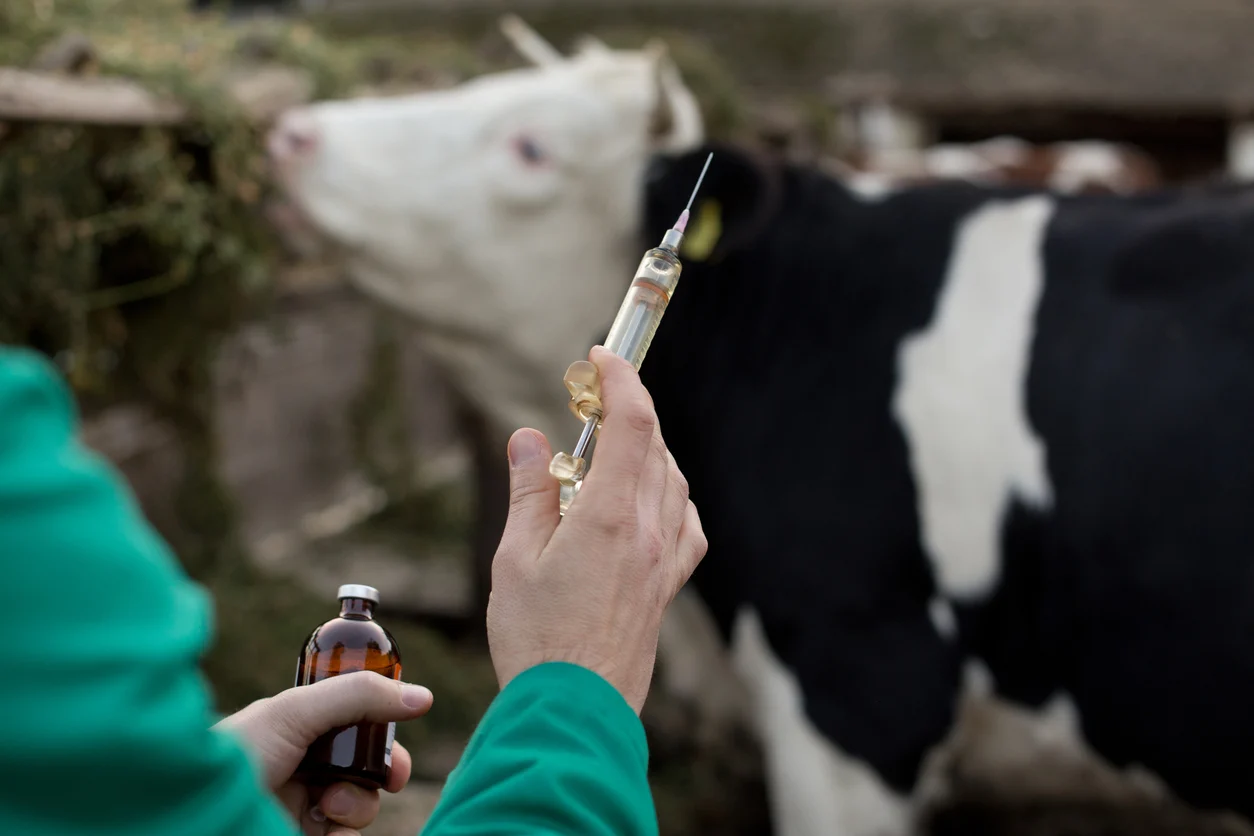 Veterinarian vaccinating a cow to prevent diseases