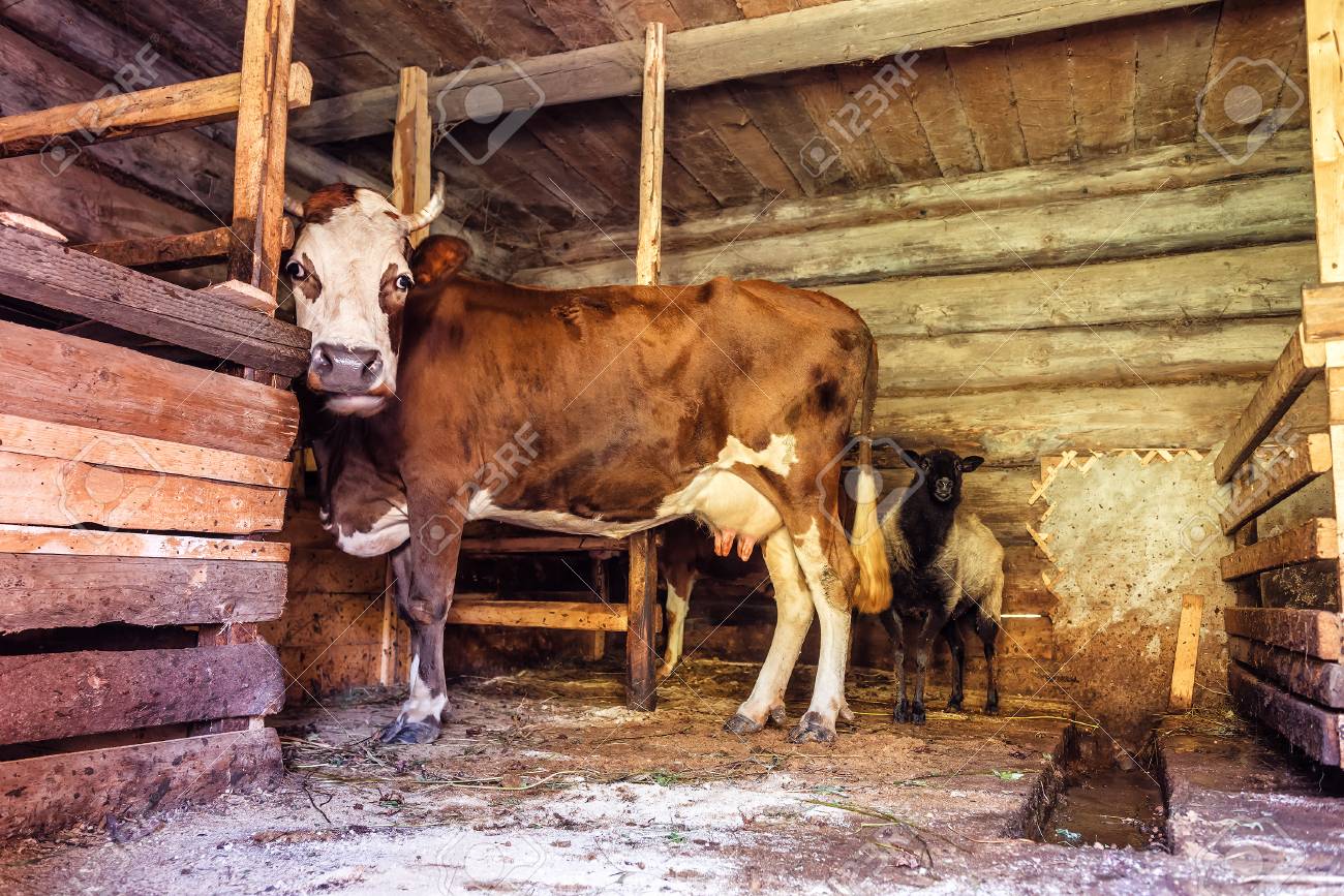 Daily Cow Health Checkup – Essential Tips for Cattle Care