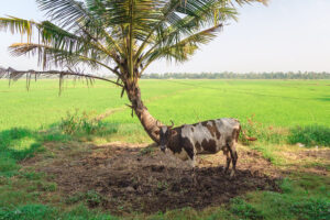 Heat Stress in Cows: How to Prevent It and Protect Dairy Health