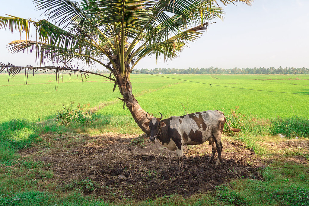 Heat Stress in Cows: How to Prevent It and Protect Dairy Health