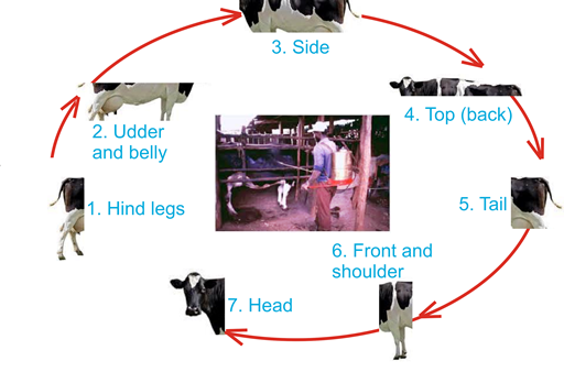InseInsecticide Spraying for Cows: Best Time & Safe Methodcticide Spraying for Cows – Best Practices, Timing & Natural Remedies
