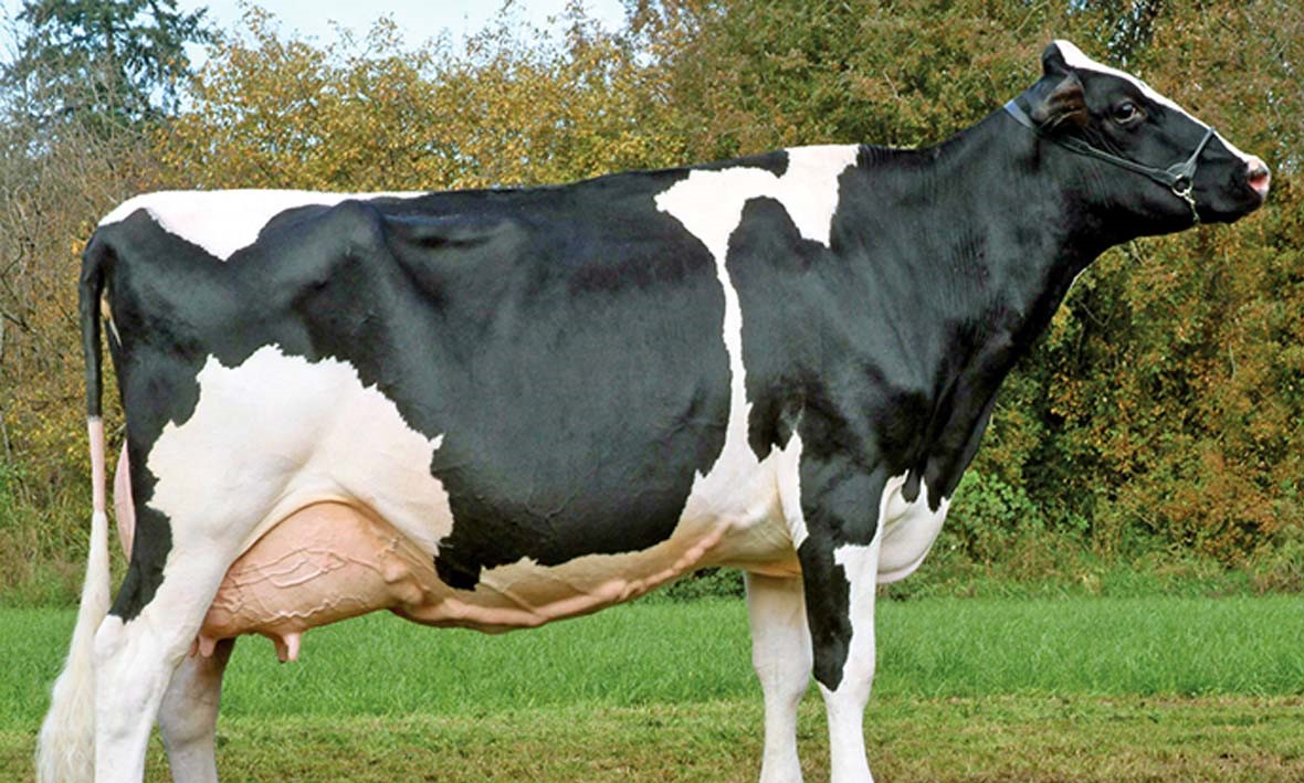 Cow Eye Problems: Symptoms, Causes & Treatment in Cattle