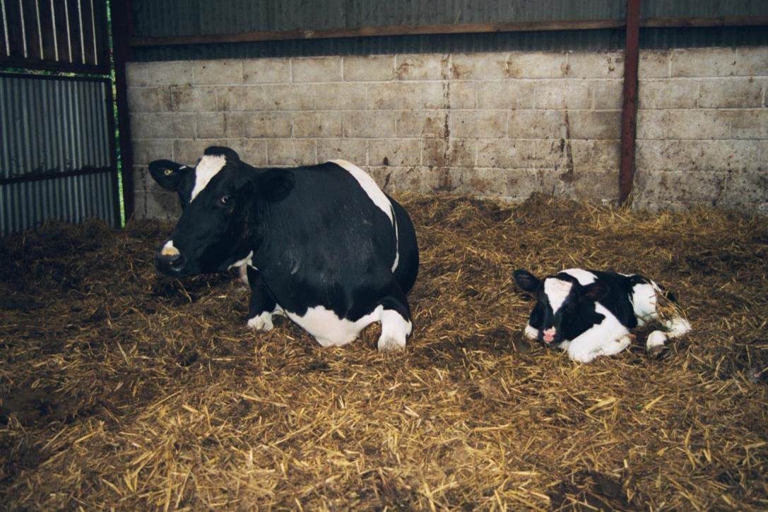 Causes and Prevention of Abortion in Cows – Essential Guide