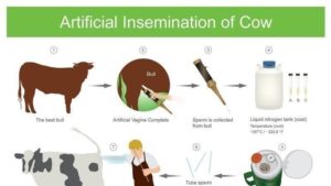 Artificial Insemination Pros and Cons | Key Facts & Guide