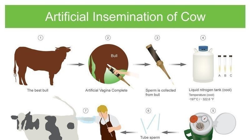 Artificial Insemination Pros and Cons | Key Facts & Guide