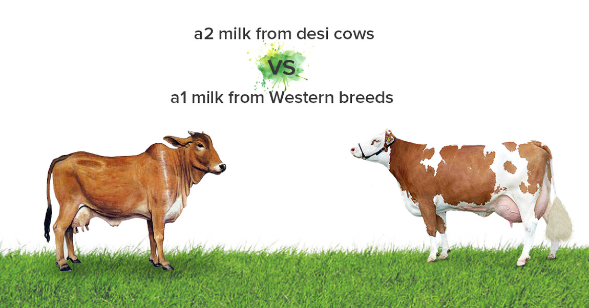 Difference Between Desi and Foreign Cows