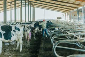 Arthritis in Cows: Causes, Symptoms & Effective Remedies
