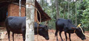 Natural remedies for cows are safe, low-cost options for treating digestion, wounds, and infections naturally.