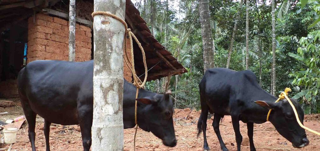 Natural remedies for cows are safe, low-cost options for treating digestion, wounds, and infections naturally.