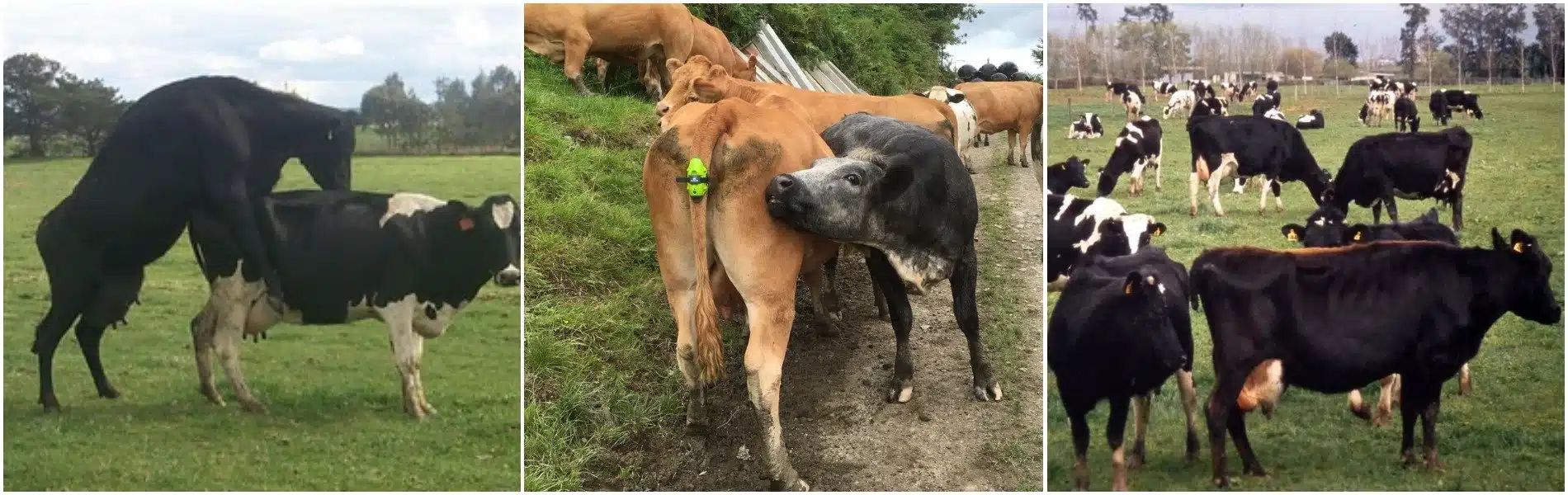 Mounting behavior indicating heat in cows