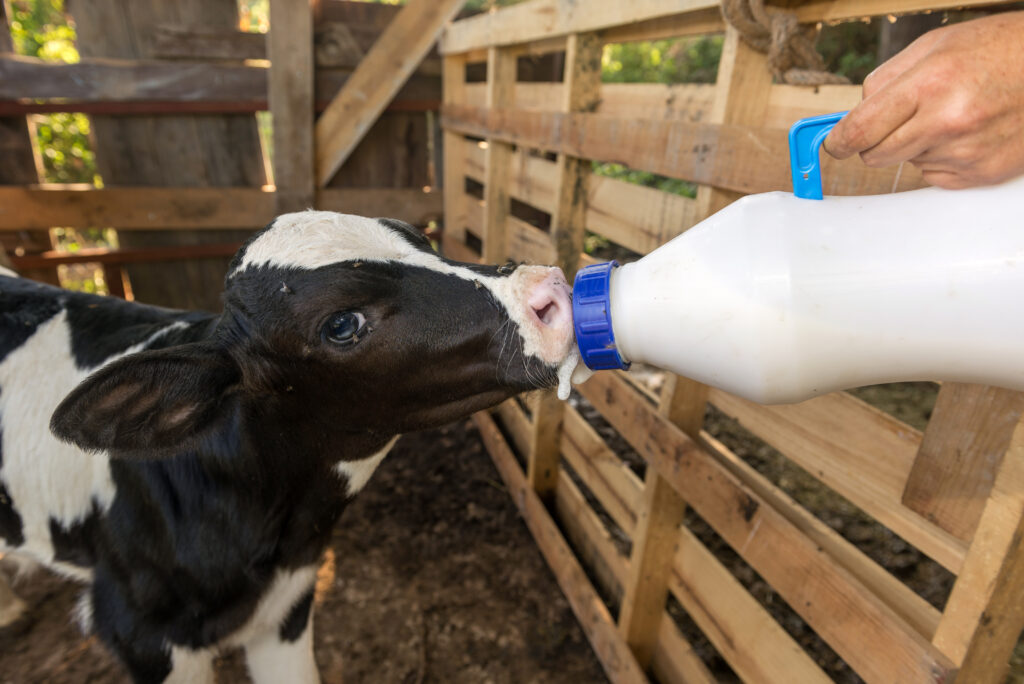 Calf drinking milk from a feeding bottle as part of early weaning process